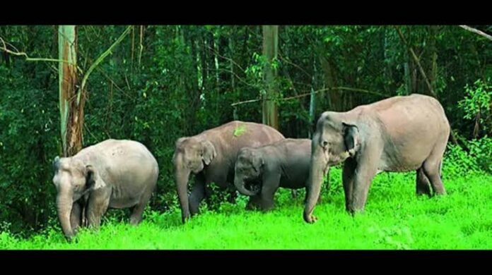 Forest Department measures to reduce human-animal conflict along Sepahijala forest boundaries in Tripura
