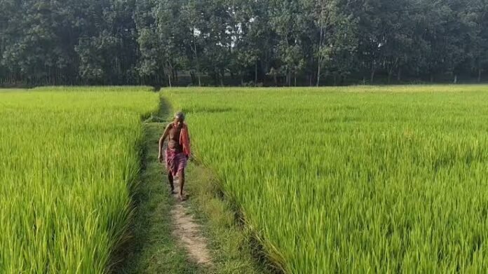 Farmers in Bamcherra, Jolaibari, South Tripura, struggle to protect mature paddy crops from repeated monkey raids.