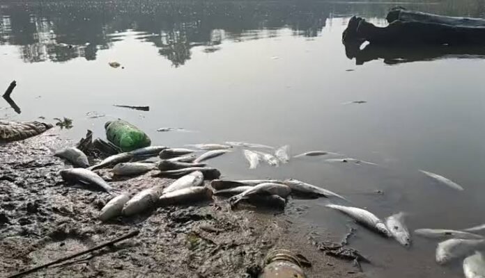 Dead fish fingerlings at Nanua Lake in Khilpara, Udaipur, Gomati district, after suspected water poisoning caused losses estimated at ₹12 lakh.