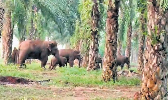 Eight elephants destroy crops, irrigation systems in Andhra's Manyam