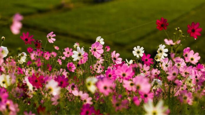 Mizoram's cosmos flower festival opens in Champhai to boost eco-cultural tourism