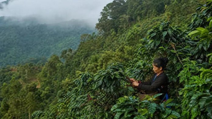 Better infrastructure, value addition needed to make Nagaland coffee commercially viable: NEC secy