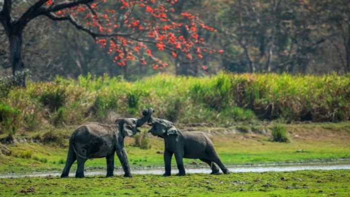 Kaziranga elephant safari now set to begin November 1