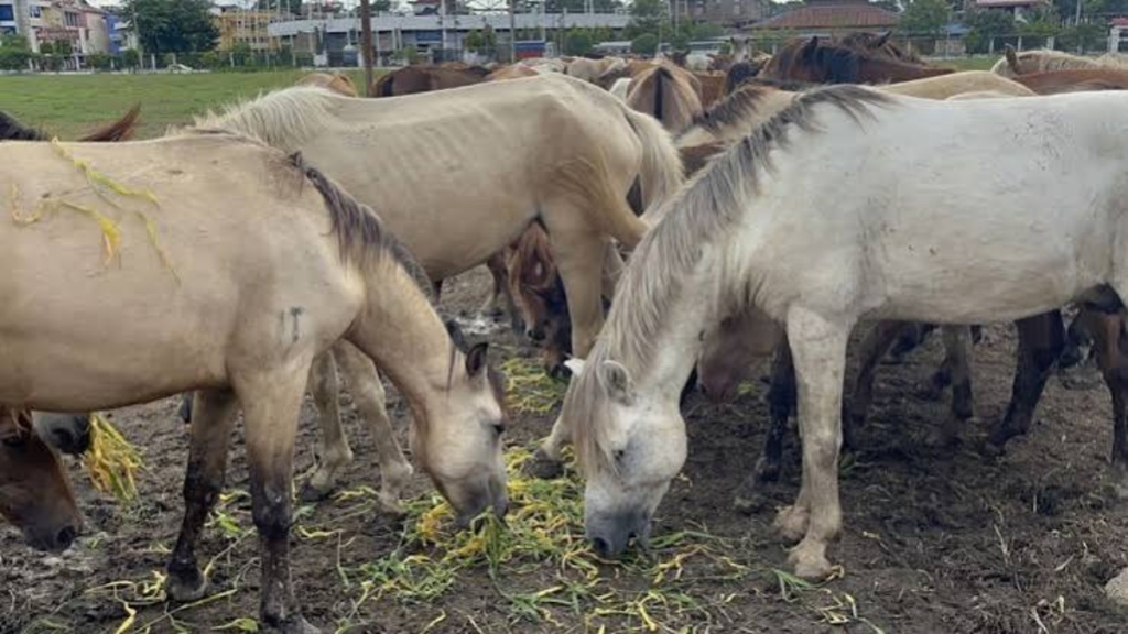 Manipur ponies now face surra treatment drive
