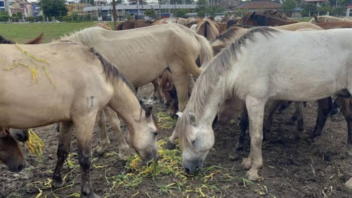 safeimagekit-images (21) Manipur ponies now face surra treatment drive