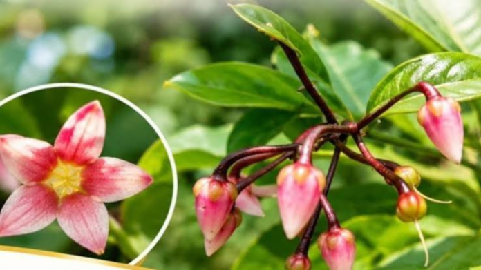 Ardisia colorata: Rare shrub rediscovered in Assam after 204 years