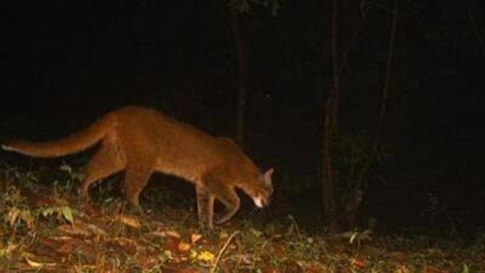 Asian Golden Cat: Rare Wildlife Record Emerges in Shirui