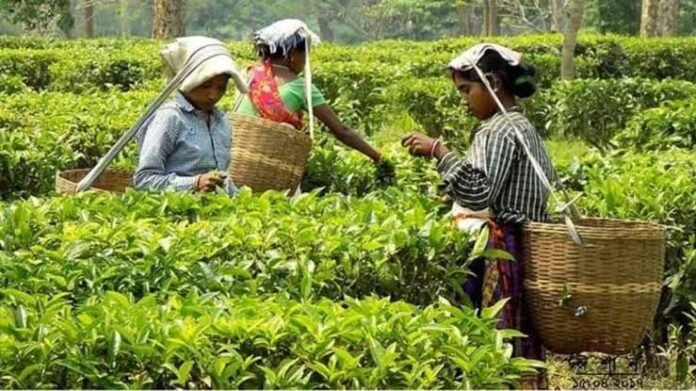 Tripura tea garden workers and residents raise concerns over land rights, alleged threats and livelihood losses.